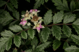 Rubus thibetanus RCP6-09 222.jpg